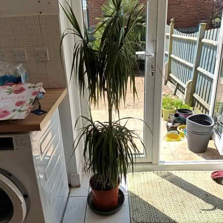 Photo of free House Plant (Langney BN23) #1