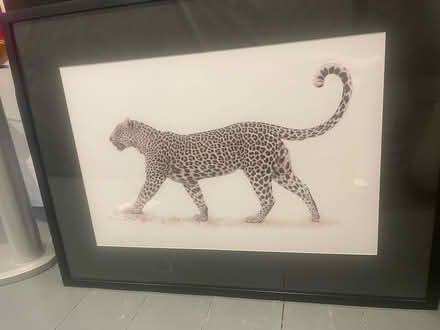 Photo of free Cheetah print with frame (Preston Park) #1