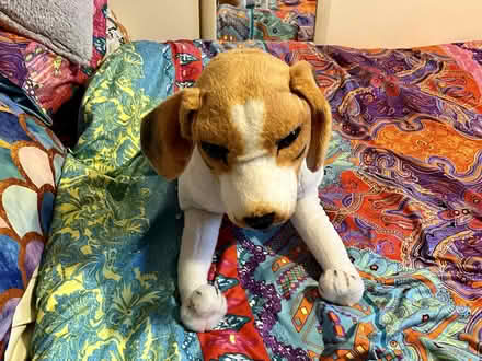 Photo of free Toy dog (HG3 Jenny Fields Drive) #1
