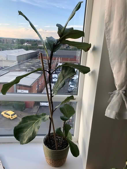 Photo of free Fiddle fig (UB2) #1