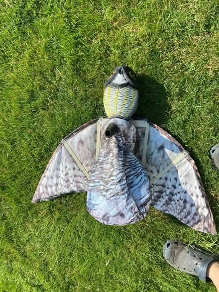 Photo of free Pigeon scarer (Billericay - Mountnessing road) #3
