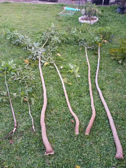 Photo of free Gumbo limbo trees (Oakland Park) #1