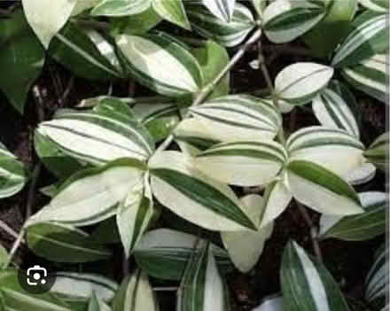 Photo of Tradescantia (green and white) (Hornsey/Crouch End N8) #1
