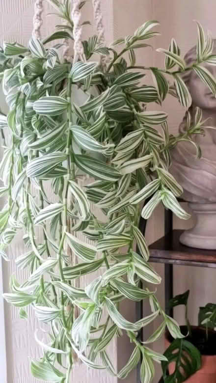 Photo of Tradescantia (green and white) (Hornsey/Crouch End N8) #2