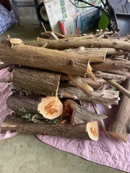 Photo of free logs (Worcester WR2) #1