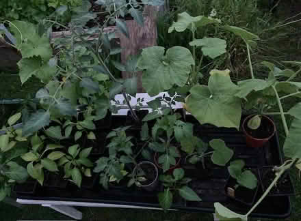 Photo of free Veg Seedlings (CM9 Langford) #1