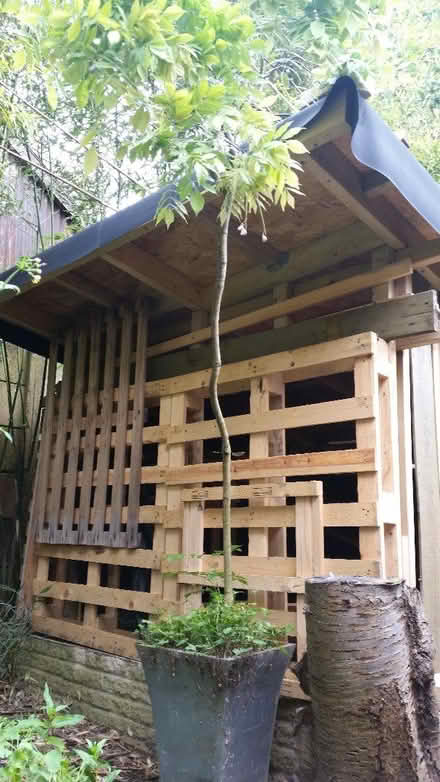 Photo of free Wisteria rescue (Denton) #1