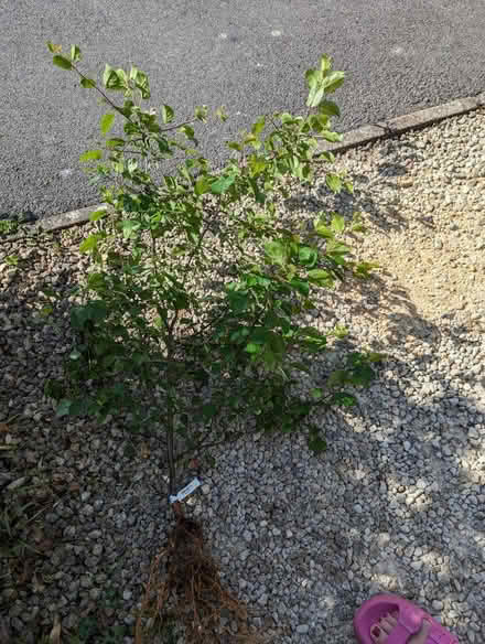 Photo of free Crab apple tree (Upton st Leonards) #1