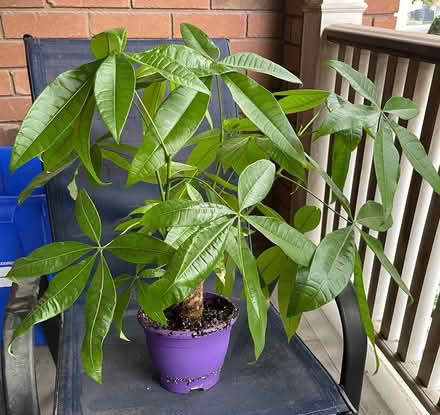 Photo of free Plant - Money tree (Bloor Lansdowne) #1