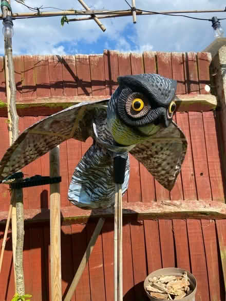 Photo of free Pigeon scarer (Billericay - Mountnessing road) #1