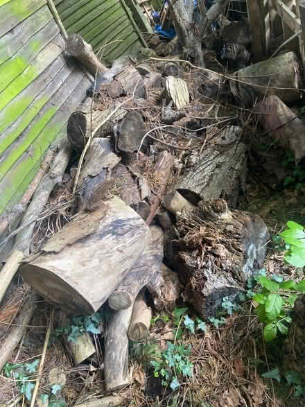 Photo of free Large bits of tree wood 4 burning (St Albans AL1) #1