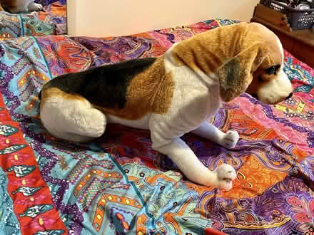 Photo of free Toy dog (HG3 Jenny Fields Drive) #2