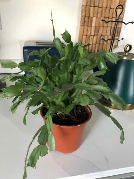 Photo of free Cactus (UB2) #1