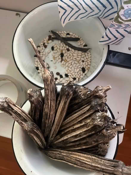 Photo of free Okra and Green Bean Seeds (Upper Roxborough) #1