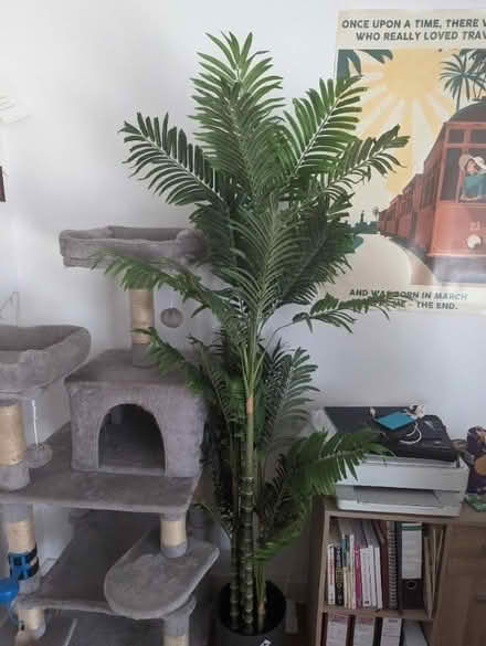 Photo of free Artificial Kentia Palm (Seven Sisters N15) #1