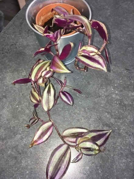Photo of free House plant (Greenwich MV, SE10) #2