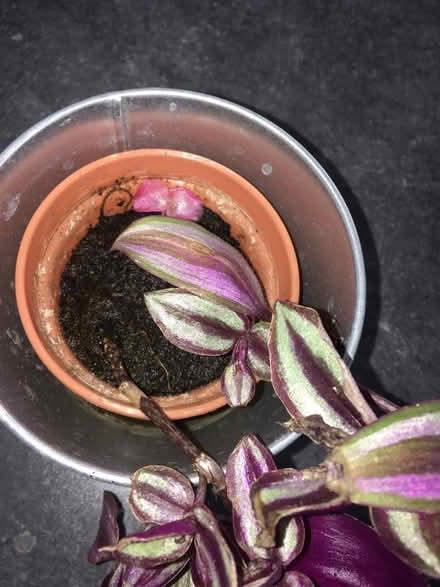 Photo of free House plant (Greenwich MV, SE10) #1