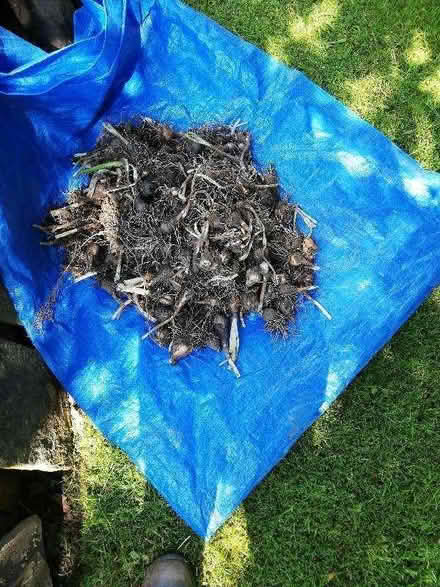 Photo of free Daffodil bulbs (Harrogate HG2) #1