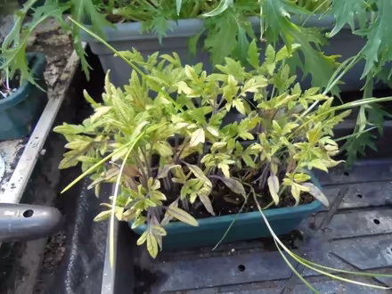 Photo of free Tomato plants for pricking out (Hoscar L40) #1