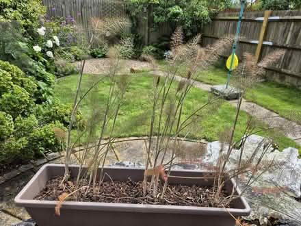 Photo of free Bronze fennel plants (Epsom KT19) #1