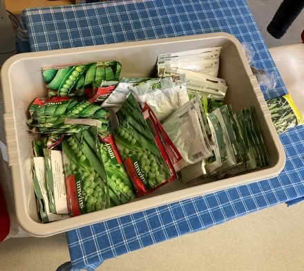 Photo of free Pea and Bean Seeds- multiple packets (Leegomery TF1) #2