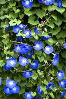 Photo of free Morning Glory/Heavenly Blue (Wapping E1) #1