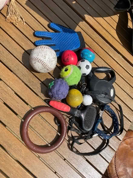 Photo of free Dog stuff (Winkfield Row RG42) #1