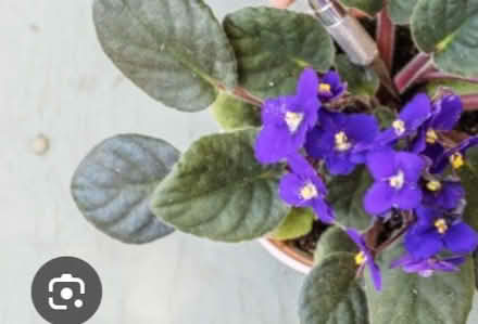 Photo of African violet cuttings or a small plant (Nether Edge S7) #1