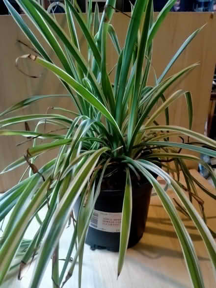Photo of free Spider plant (Clayton Brook PR5) #1