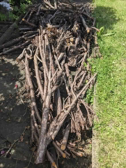 Photo of free Conifer branches, chimnea/firepit? (CT10) #1