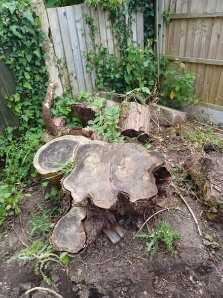 Photo of free Logs - firewood or habitats! (Denmead PO7) #1