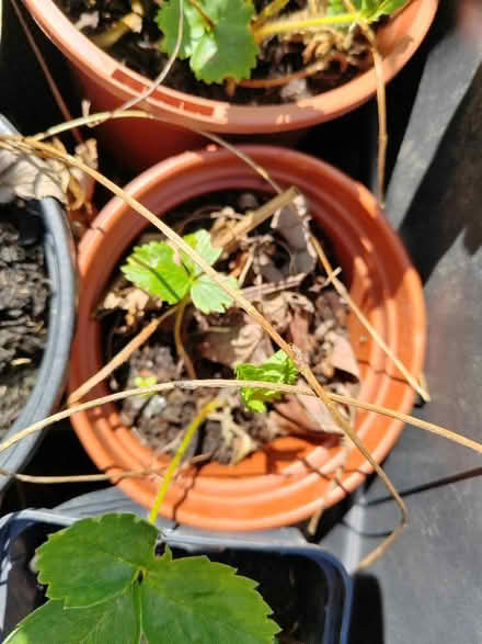 Photo of free Baby strawberry plants (Risinghurst OX3) #1