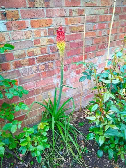Photo of free kniphofia (bedford) #1
