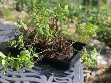 Photo of free Plants (Box GL6) #1
