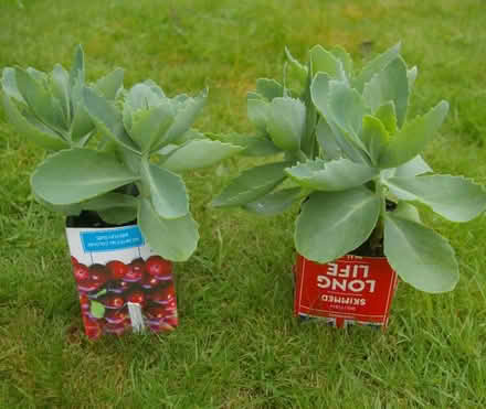 Photo of free garden plants (Walton Superior WA4) #2