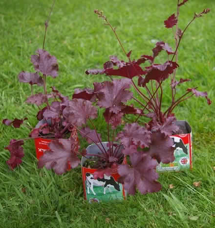Photo of free garden plants (Walton Superior WA4) #4