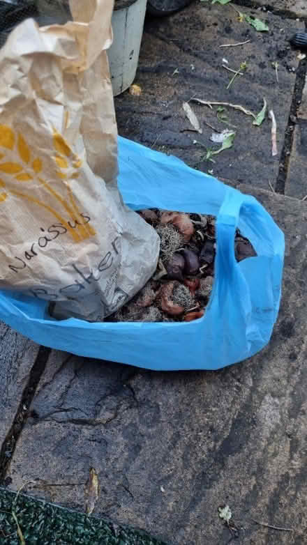Photo of free Spring bulbs (South Tonbridge TN9) #1