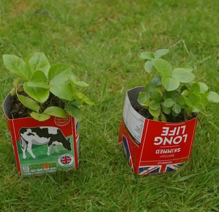Photo of free garden plants (Walton Superior WA4) #1