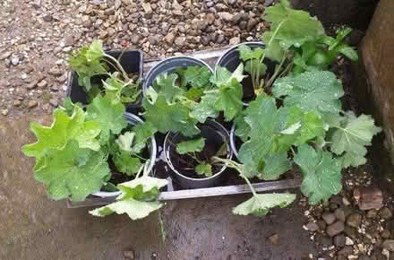 Photo of free Ladies mantle plants (Ainthorpe YO21) #1