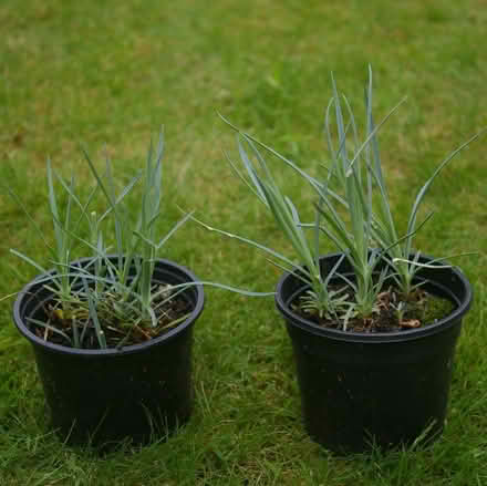 Photo of free garden plants (Walton Superior WA4) #3