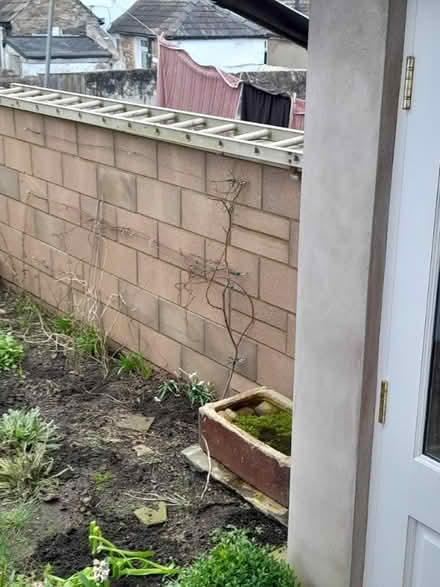 Photo of free Ladder (Primrose LA1) #1