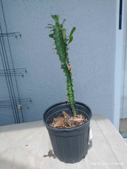 Photo of free Euphorbia African Milktree (Palm Harbor) #1