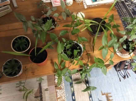 Photo of free Houseplants (AB24) #1