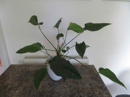 Photo of free Anthurium Purple (SW Horsham) #1
