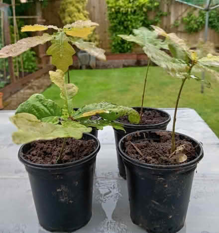 Photo of free Oak Tree Plants (Tiverton EX16) #1