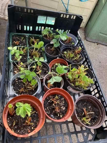 Photo of free Strawberries in pots (Leegomery TF1) #1