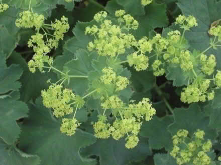 Photo of free Alchemilla Mollis cutting (Morden SM4) #1