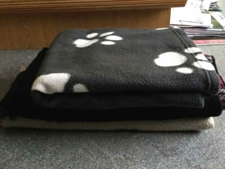 Photo of free Cat blankets (Eye) #1