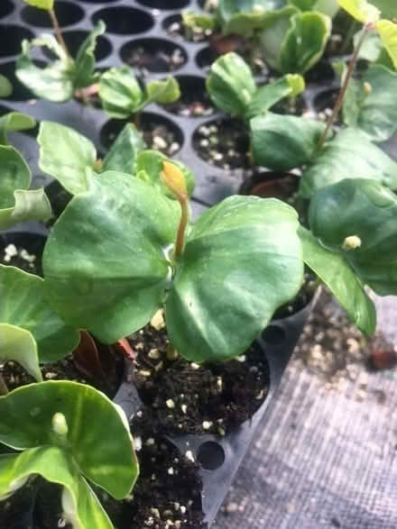Photo of free Strawberry, Catnip, Oak, Hazelnet young plants and seedlings (Willey Green GU3) #1