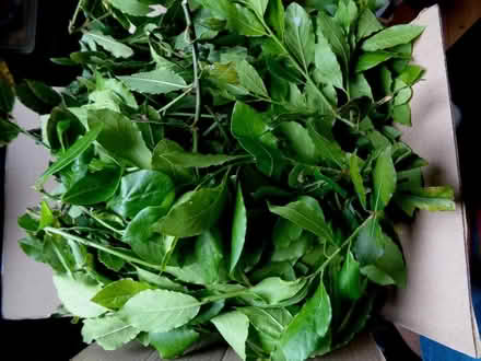 Photo of free lots of bay leaves (New Marston OX3) #1